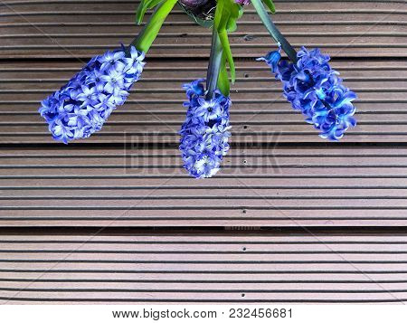 Flowering Hyacinth Hyazinthe Hyacinthus Orientalis In The New Spring Season Red Wooden Background
