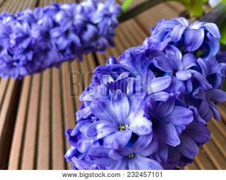 Flowering Hyacinth Hyazinthe Hyacinthus Orientalis In The New Spring Season Red Wooden Background