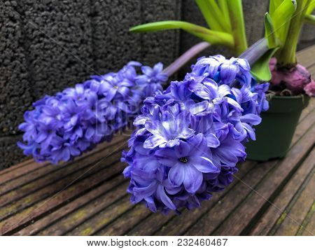 Flowering Hyacinth Hyazinthe Hyacinthus Orientalis In The New Spring Season Red Wooden Background