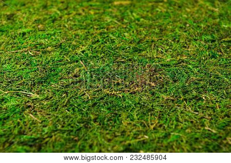 Green Background Of Moss. Forest Texture, Abstraction.