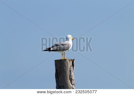 Gull Standing On Palisade From 