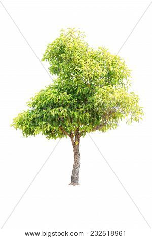 Clouseup  Bullet Wood (mimusops Elengi Linn) Tree Isolated On White Background