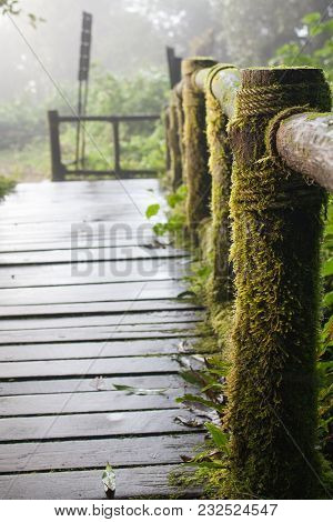 Wooden Bridge In Rain Forest, Doi Intanon, Chiang Mai Province, Thailand.