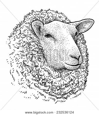 Sheep Head Portrait Illustration, Drawing, Engraving, Ink, Line Art
