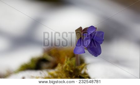 Hepatic Creeper, Also Hepatica Nobilis Schreb., Is A Perennial Low Herb Growing In Deciduous Forests