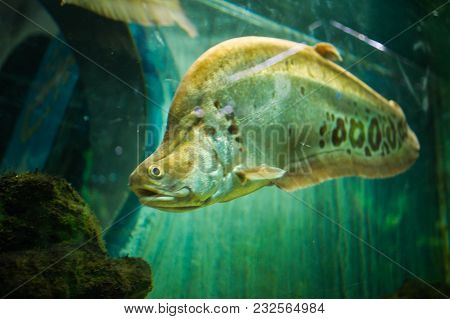 Tropic, Zoo, Tropical, Adventure, Apex, Aquatic, Atlantic, Bahama, Caribbean, Close, Colorful, Conse