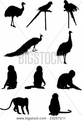 animal silhouette