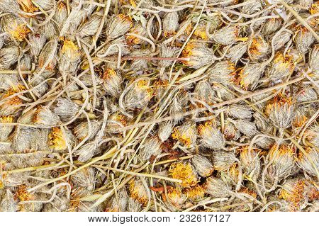 Hawkweed Are Drying For Herbal Medicine Use. High Resolution Photo.