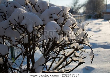 Chalenkie Ice On The Bushes And Trees Yakro Blittyat And Sparkle In The Sun