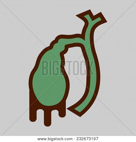 Illustration Of Human Gallbladder Anatomy. Dyskinesia Of The Biliary Tract.