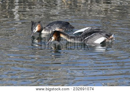 Fight For The Territory Between Great Crested Grebe