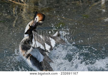 Fight For The Territory Between Great Crested Grebe