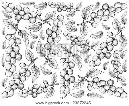 Berry Fruit, Illustration Wall-paper Background Of Hand Drawn Sketch Of Antidesma Ghaesembilla Fruit