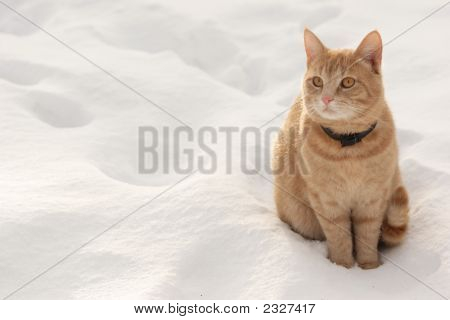 Červená kočka na sněhu