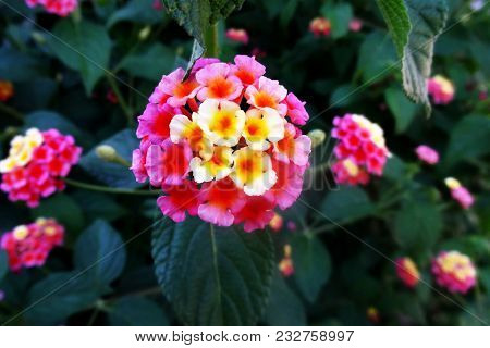 Bright Pink And Yellow Flowers Blooming On A Tree, Background