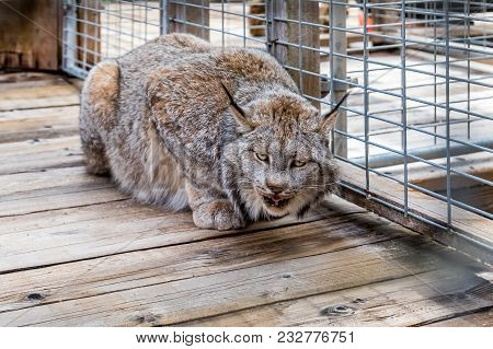 Wild Canadian Lynx Eating And Looking Straignt At The Camera, In A Cage At A Sanctuary