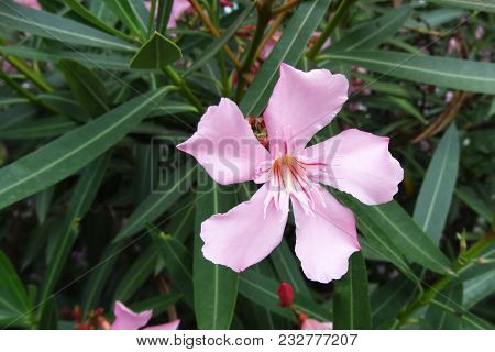 Soft Pink Sweet Oleander Flower Or A Bay Of Roses Fragrant Oleander, Oleander, Oleander Nerium L, Mi