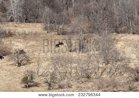 Mountain Slope In The North Caucasus Mountains