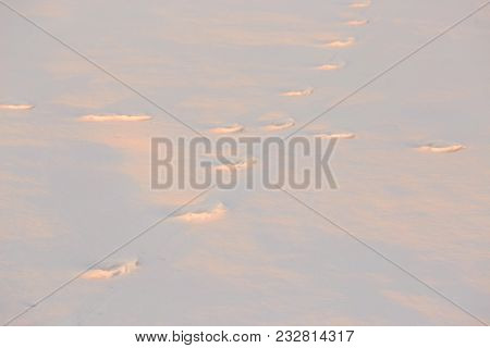 Footprints In The Snow In The Golden Hour.