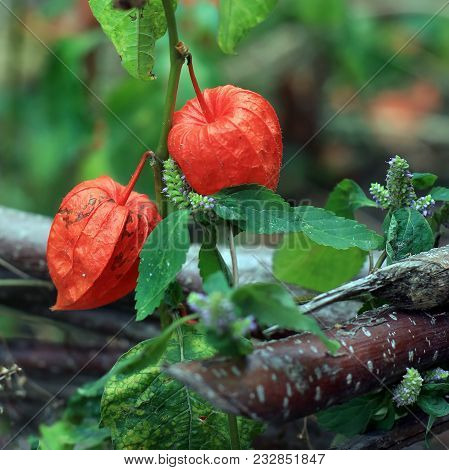 Physalis Alkekengi, Chinese Lantern Plants In The Nature