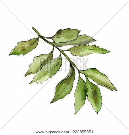 Ash Leaves In A Watercolor Style Isolated. Aquarelle Leaf For Background, Texture, Wrapper Pattern, 