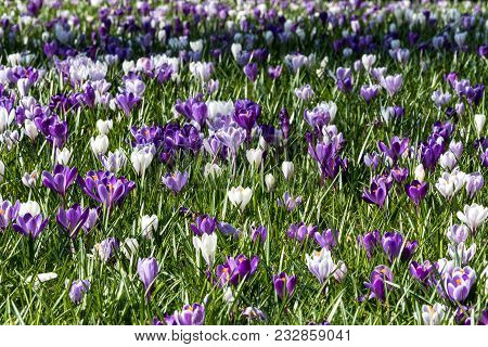 Colorful Crocus On A Meadow In Spring