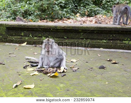 Long-tailed Macaque (macaca Fascicularis), The Monkey Eats In Sangeh Monkey Forest In Bali, Indonesi
