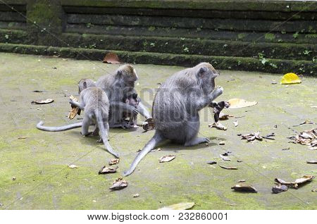 Long-tailed Macaque (macaca Fascicularis), The Monkey Eats In Sangeh Monkey Forest In Bali, Indonesi