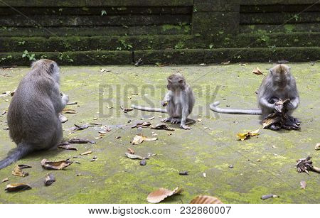 Long-tailed Macaque (macaca Fascicularis), The Monkey Eats In Sangeh Monkey Forest In Bali, Indonesi