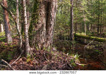Springtime Alder Bog Forest