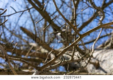 Tree Trunk Of Ginkgo Bioba Ginkgoaceae From China With No Leaves
