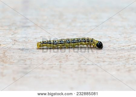 Caterpillar Box Tree Moth Or Cydalima Perspectalis