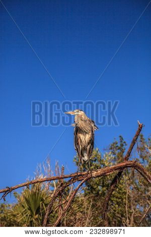 Great Blue Heron Ardea Herodias Looks Out Over The Ocean