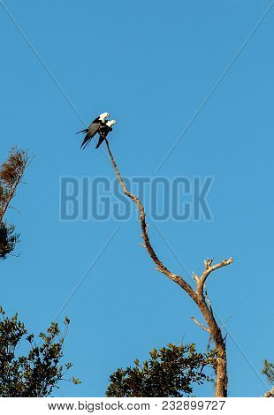 Two Swallow-tailed Kite Birds Mate On Top Of A Dead Tree In The Corkscrew Swamp Sanctuary Of Naples,