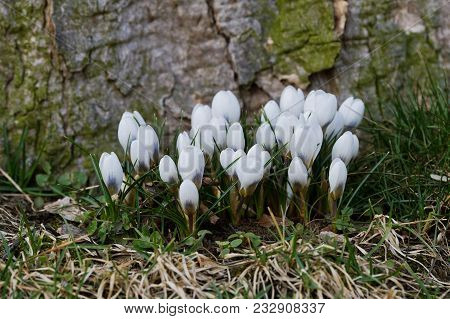 White Crocuses Close Up In A Sunny Spring Day (crocus Vernus)