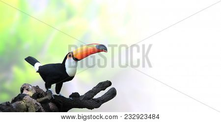 Horizontal banner with beautiful colorful toucan bird (Ramphastidae) on a branch On blurred background of green color. Mock up template. Copy space for text