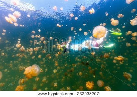 Underwater photo of tourist woman snorkeling with endemic golden jellyfish in lake at Palau. Snorkeling in Jellyfish Lake is a popular activity for tourists to Palau.