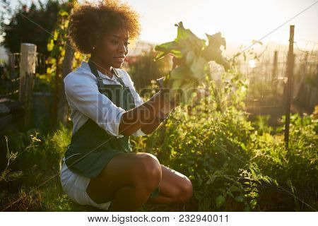 young african american millennial woman pulling golden beets from dirt in communal urban garden