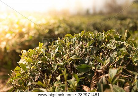 Green Tea Field With Blue Sky And Morning Sun Light Effect. Spring Time Landscape And Background. Ba