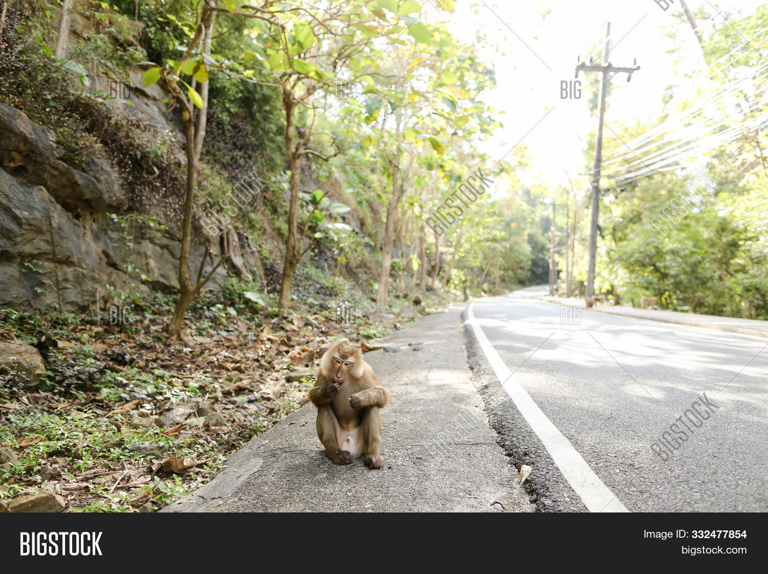 животные переходят дорогу. обезьяна для детей. обезьяна дорога. дорогая обезьяна. обезьяна дорога.