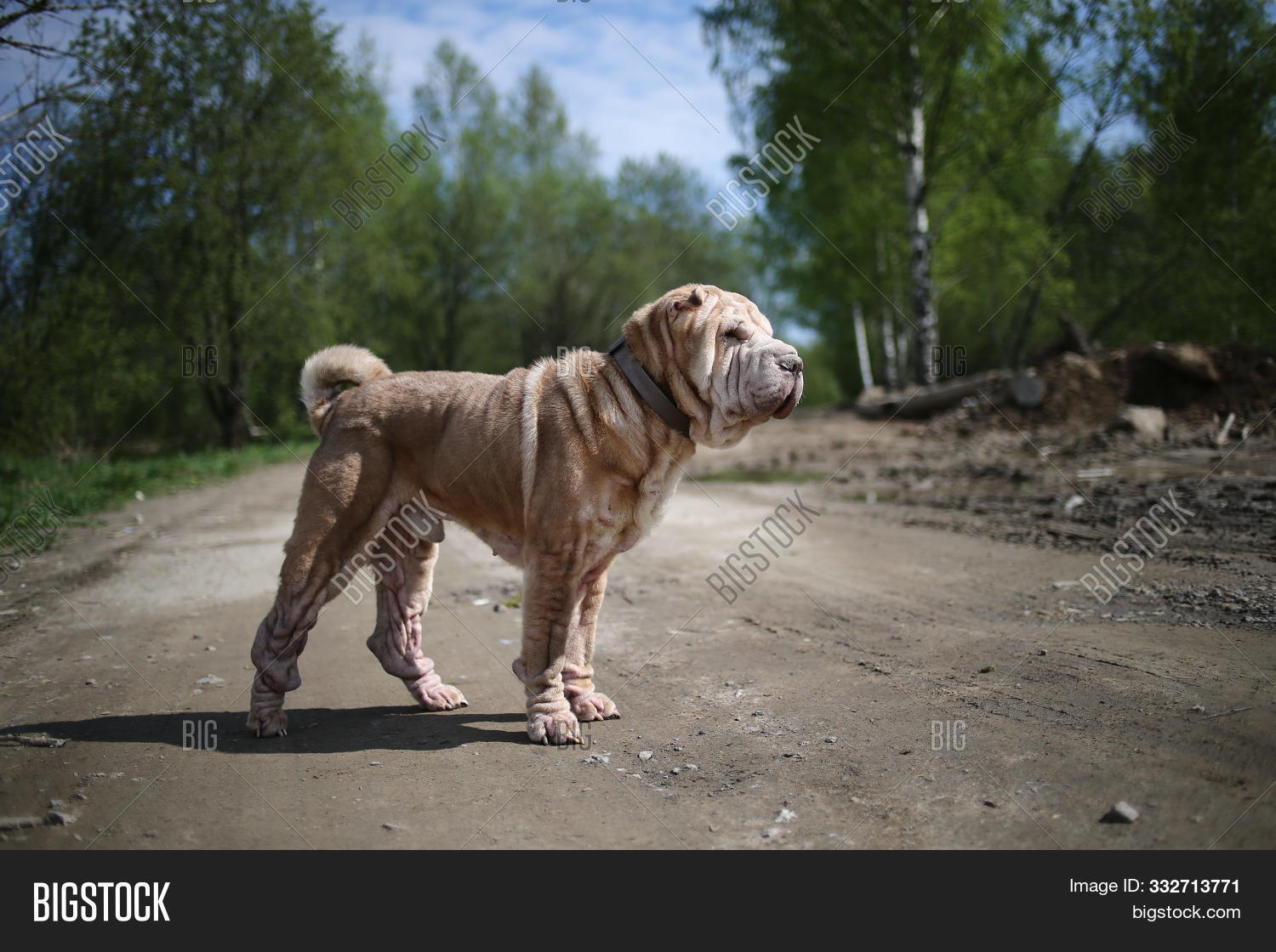 red fawn shar pei