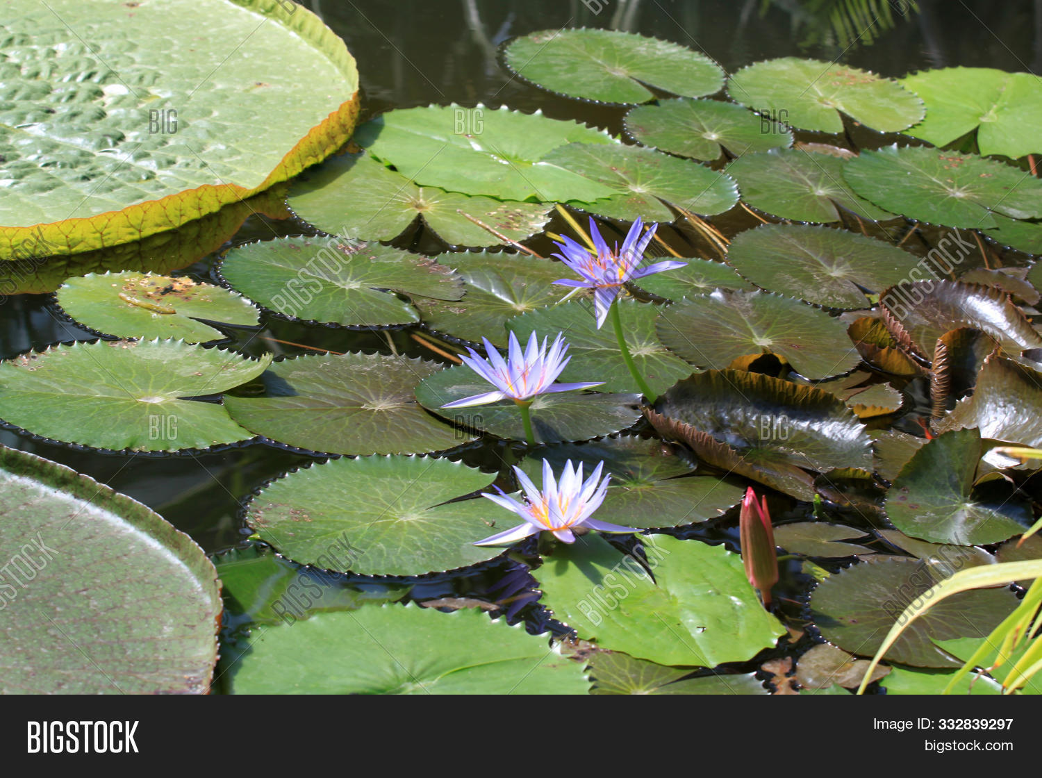 Giant Water Lily Pads Image & Photo (Free Trial) Bigstock