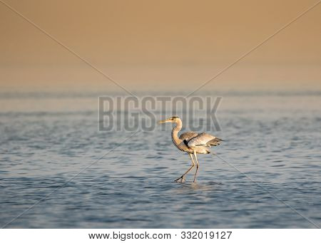 Isolated Great Heron In The Middle Of A Lake
