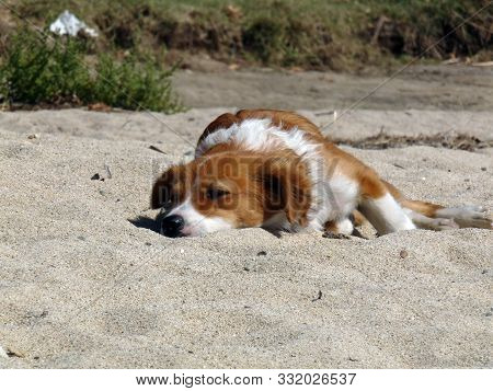 Lonely Stray Dog Lying At A Beach In Greece