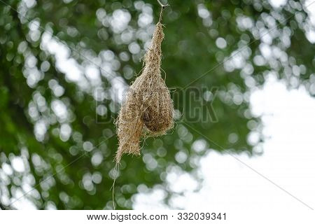 Weaver Bird Nest In Kruger National Park, South Africa