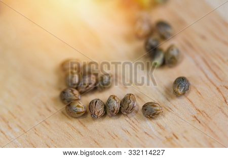 Close Up Of Marijuana Seeds Or Hemp Cannabis Seeds On Wooden Background , Selective Focus