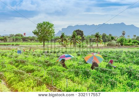Group Of Farmers Help Harvest Vegetables Grown On The Farm By Using A Large Umbrella To Help Shade T