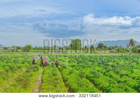 Group Of Farmers Help Harvest Vegetables Grown On The Farm By Using A Large Umbrella To Help Shade T