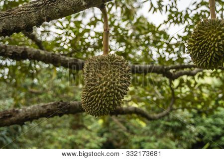 Durian - King Of Tropical Fruit, On A Tree Branch In The Orchard. Fresh Durian On A Tree In Gardenin