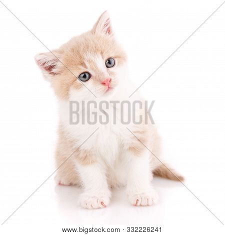 Portrait Of A Interestin Cat, Closeup, Isolated